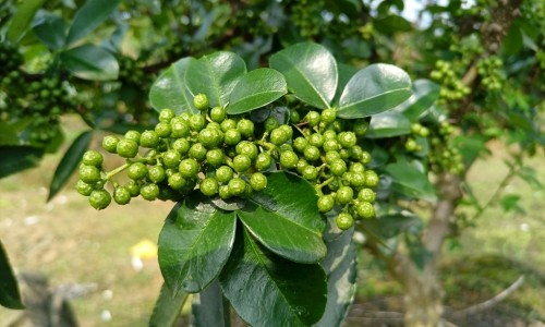 桃林茶的作用与功效网 | 桃林绿茶属于什么档次,桃林绿茶功效